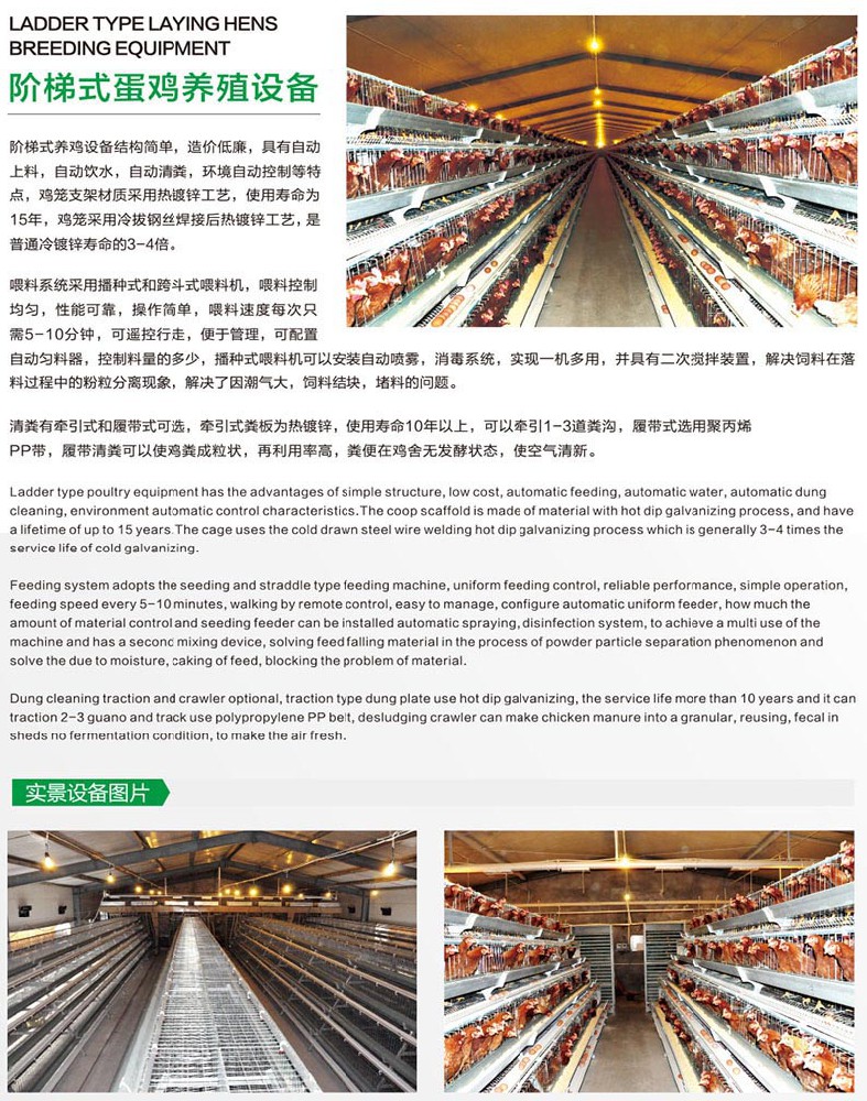階梯式蛋雞養(yǎng)殖設(shè)備