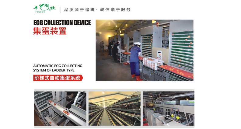 階梯式自動(dòng)集蛋設(shè)備